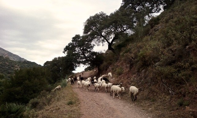 Sheep on camino between Estación de Benaoján and Jimera de Líbar. Photo © snobb.net